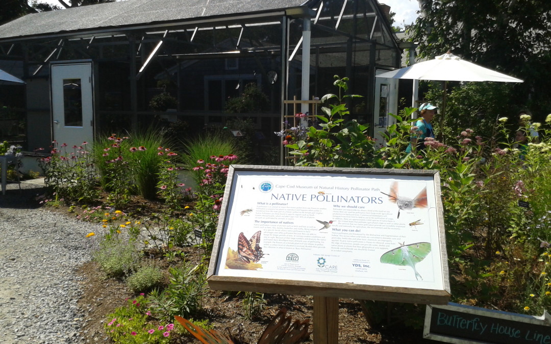 Museum of Natural History: Pollinator Path
